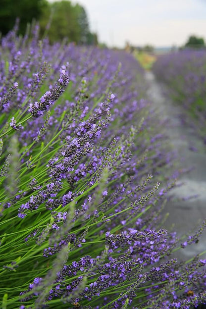 Victoria's Lavender Aromatherapy Body Mist Spray - After Sun Solar Recovery Spray with Aloe Vera plus Lavender Essential Oil - Hydrating, Moisturizing Aloe Vera Mist, Made in the USA, 4 oz (120 ml)